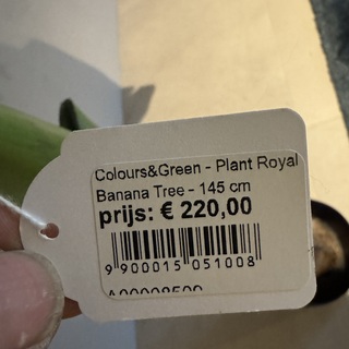 Kunstplant Colours&Green, Royal Banana Tree